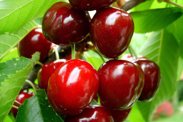 Kiraz çiftçinin yüzünü güldürdü