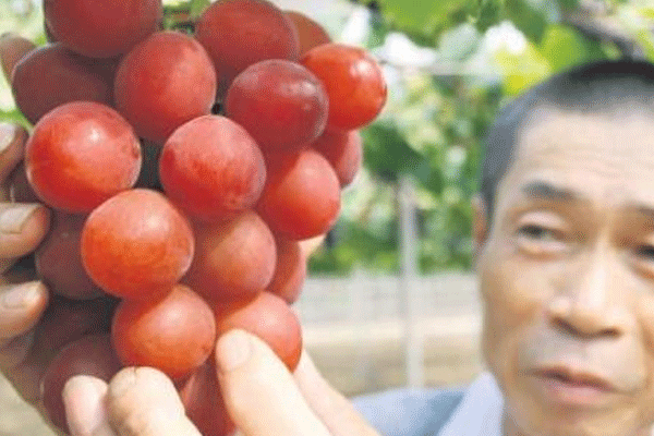 Üzümün salkımı 20 bin TL