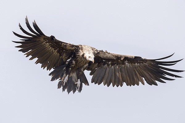 Akbabalar lokanta müşterisi