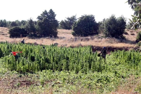 Diyarbakır'da uyuşturucu tarlalarına baskın