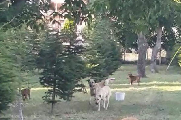 Köpekler koyun sürüsüne saldırdı