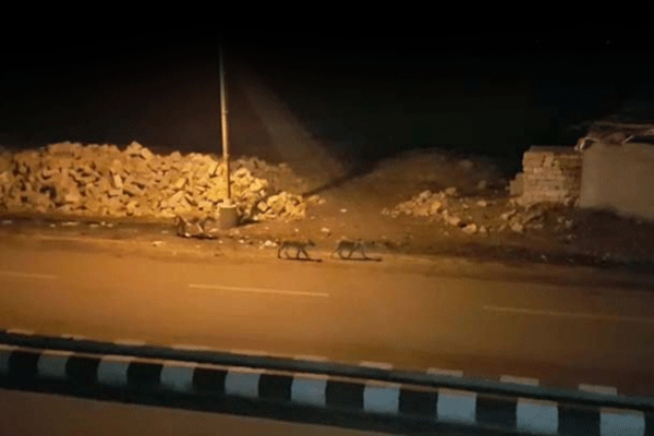 Aslanlar gece kenti bastı