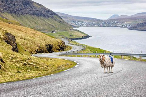 Faroe Adaları’nın koyunları Google için çalışıyor