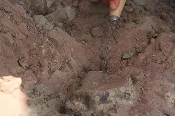 Yeni bir dinozor türü keşfedildi