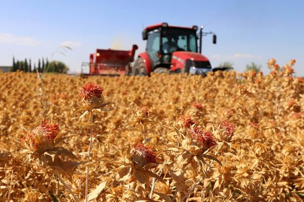 Şanlıurfa'da aspir üretimi yapılabilecek