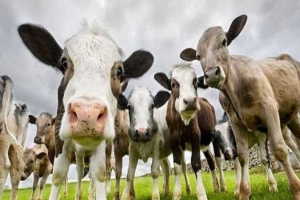 Kurban Bayramı tatili ne zaman başlayacak?