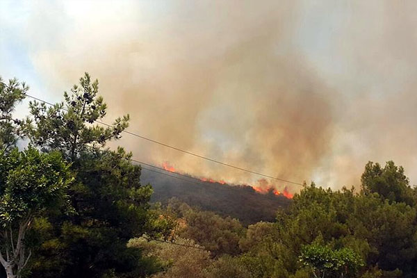 Bodrum'da orman yangını