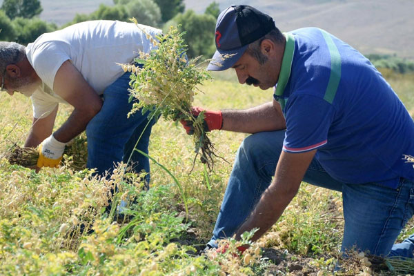 Komünist Partili belediye nohut hasadına başladı