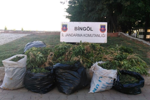 Bingöl'de 577 kilo esrar ele geçirildi
