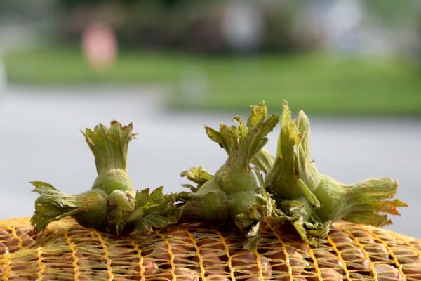 Fındığın fiyatı yükseldi