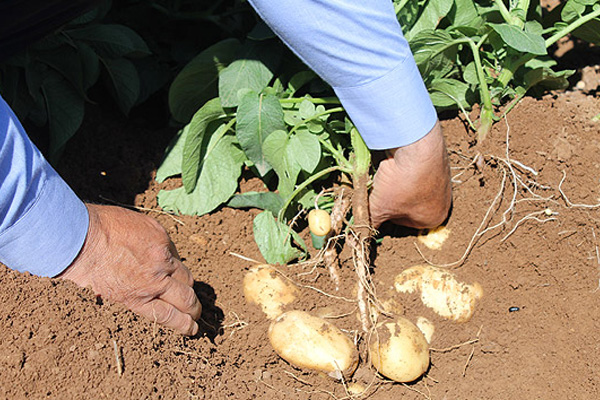 Şırnaklı genç çiftçinin başarısı