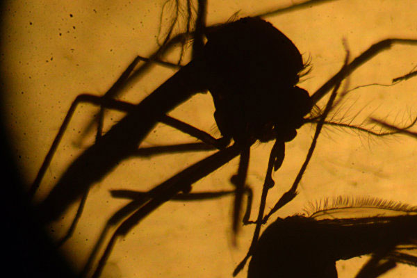 33 ABD'li asker Zika virüsüne yakalandı