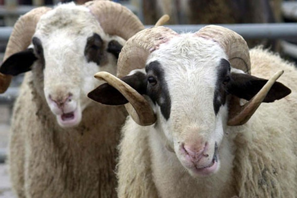 Diyanet Vakfı 2016 kurban fiyatlarını açıkladı!