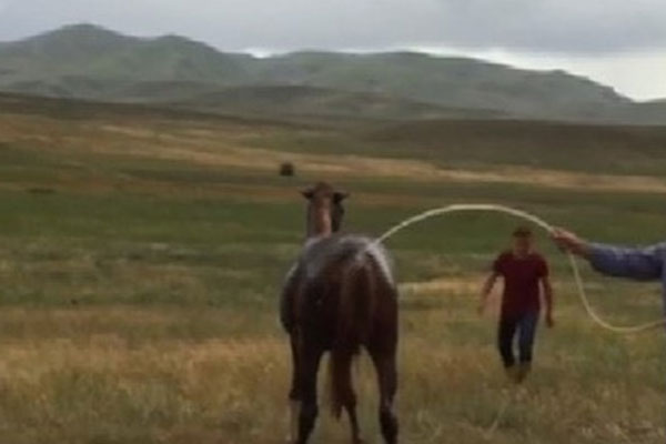 Arılar atı öldürdü