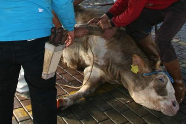 FETÖ’nün ’kurban’ oyunu
