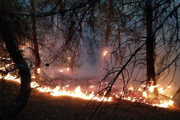 Çorum'da 60 hektar ormanlık alan kül oldu