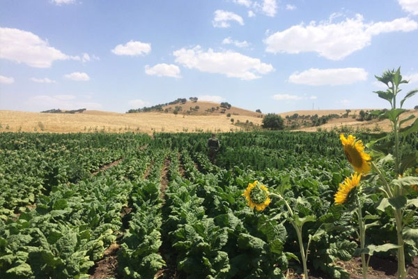 Diyarbakır’da binlerce kök kenevir ele geçirildi