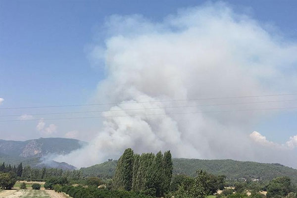 Muğla'da orman yangını