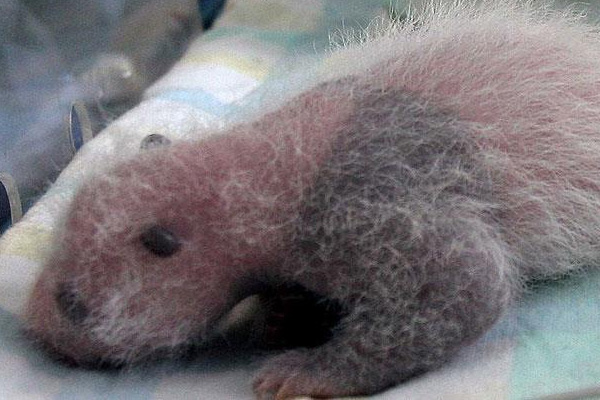 Avusturya'da ikiz pandalar doğdu