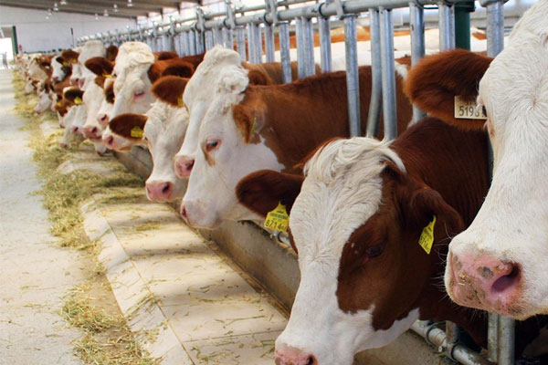 'Kurban ve et fiyatları spekülasyonla yükseliyor'