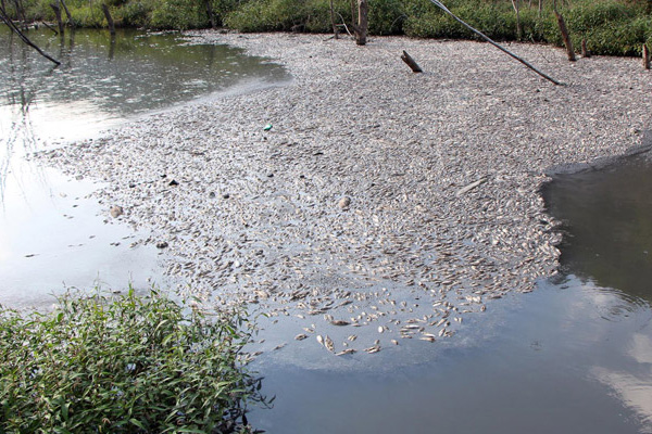 Bolu'da toplu balık ölümü