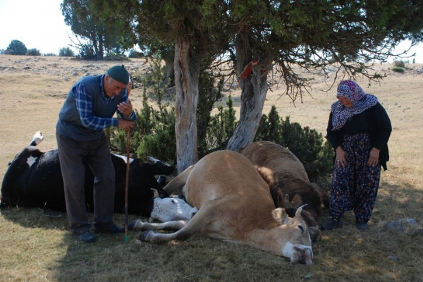 Telef olan ineklerine ağlayan yaşlı çifte yardım mesajı yağdı