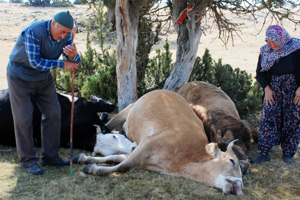 Kütahyalı yaşlı çift bu sefer mutluluktan ağladı