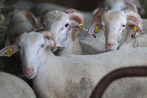 Kurbanlık fiyatları açıklandı