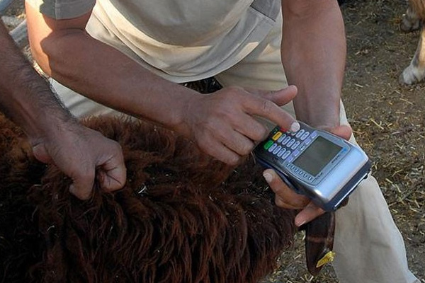 Krediyle kurban almak ve kesmek caiz mi?