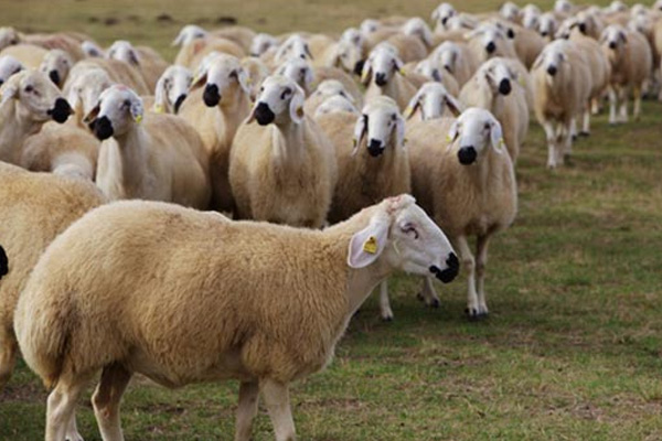 Kurban kanını alına sürmek caiz mi?