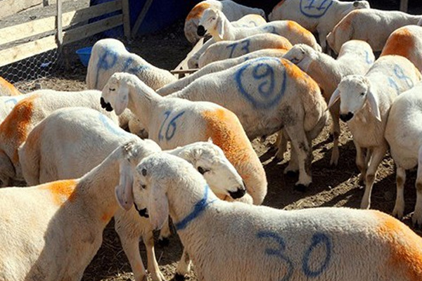 Vekâlet yoluyla kurban kesilebilir mi?