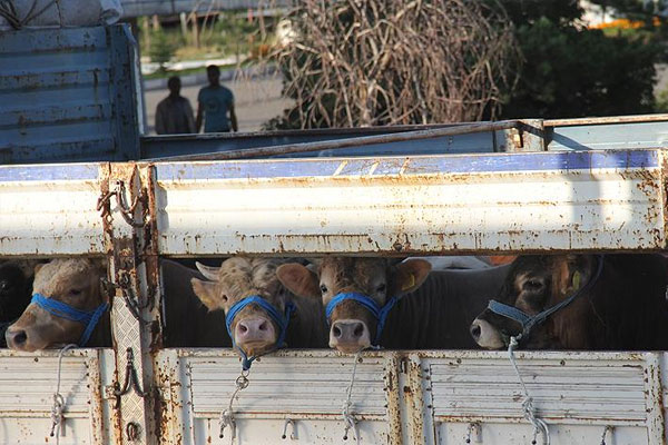 Besiciler Kurban Bayramı için umutlu