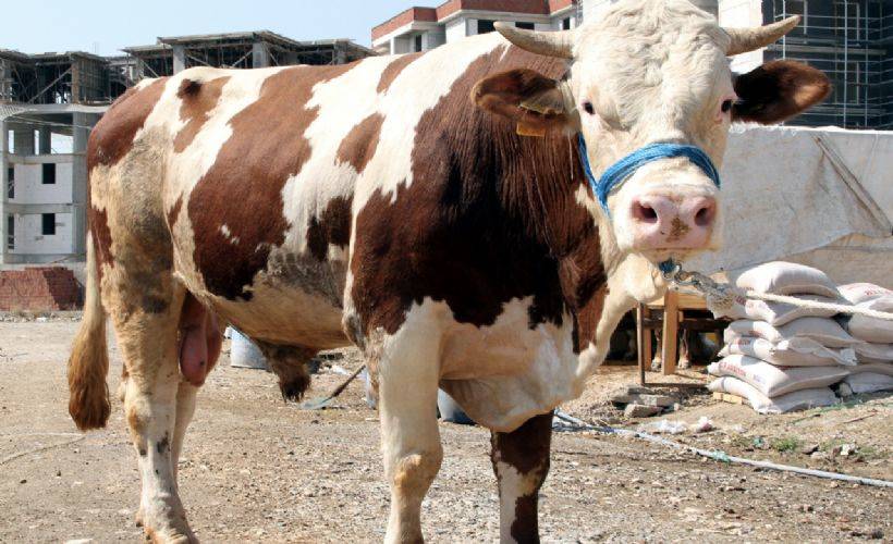 Ölü kurbanlıklar yol kenarına atıldı