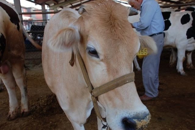 1 milyon 604 bin lira değerinde inek çalındı