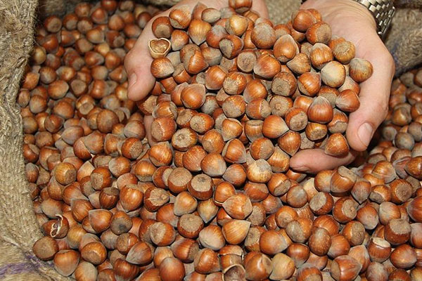 Türkiye'den 250 bin ton fındık ihracı