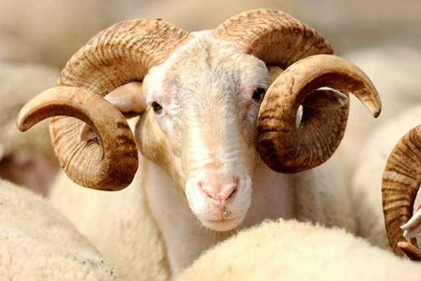 İstanbul Kurban Bayramı'na hazır