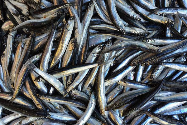 Balıkçılar 'Vira Bismillah' dedi