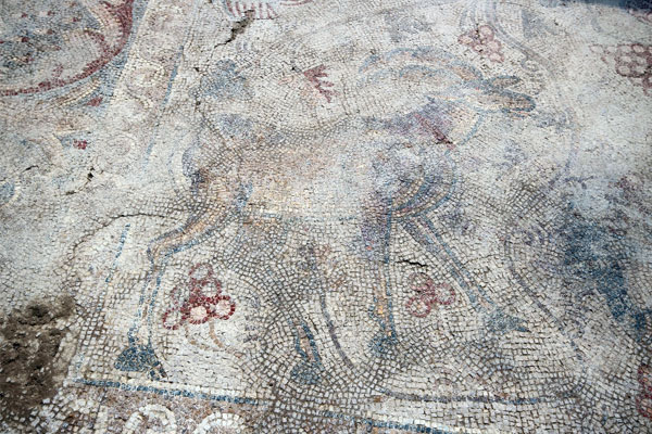 Yonca tarlasından 1400 yıllık mozaik çıktı