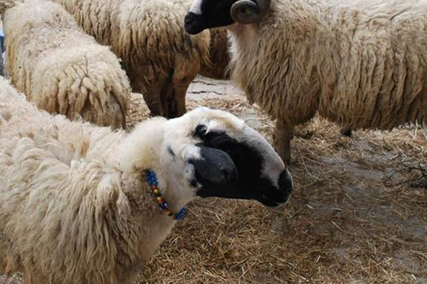 Bayram Türkiye ve Suudi Arabistan’da aynı gün kutlanacak