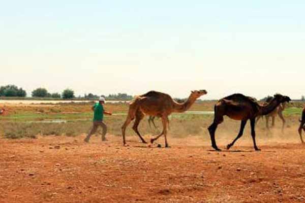 Şanlıurfa’da 'kurban yakalama timi' göreve hazır