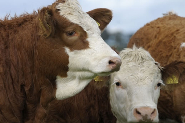 Taksitle kurban alınabilir mi?