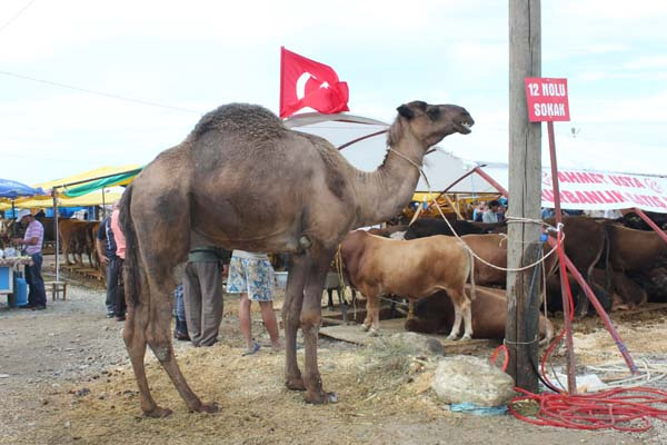 Arap turistler için kurbanlık deve getirdiler