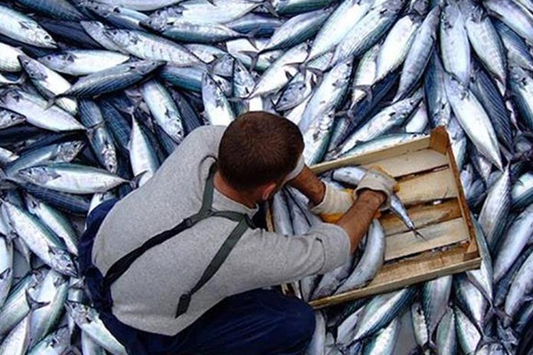 Karadeniz'de palamut bereketi