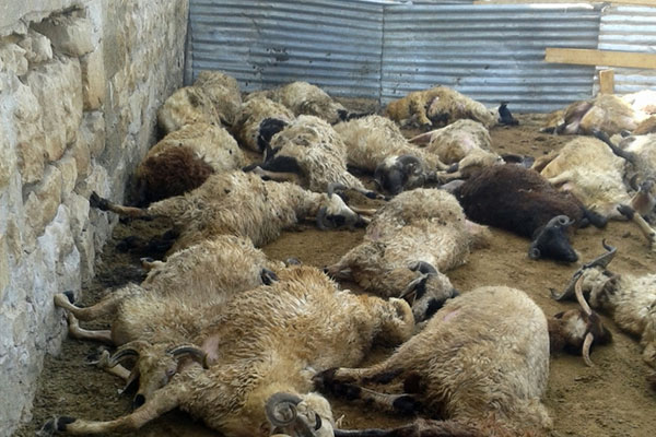 Kurtlar 68 kurbanlık koçu telef etti