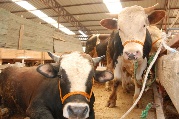 İstanbul’da kurbanlıklar tükendi