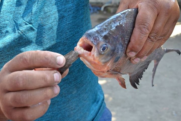 Yeşilırmak'tan pirana çıktı!