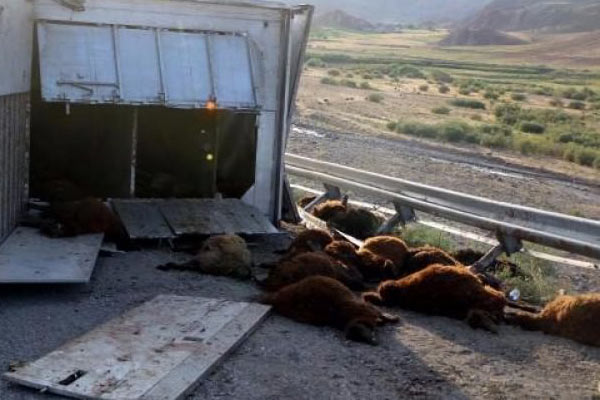 200 kurbanlık koyun telef oldu