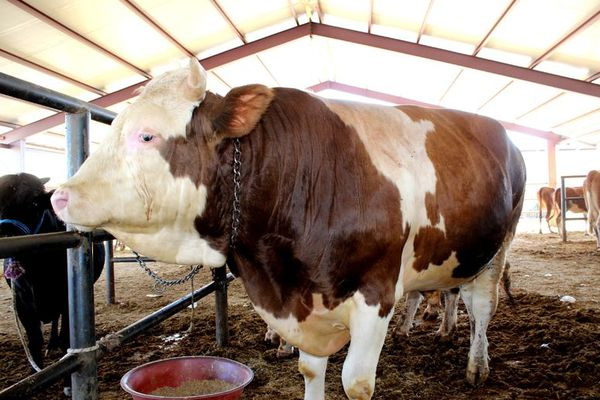 Kurban kesecekler, bunlara dikkat!