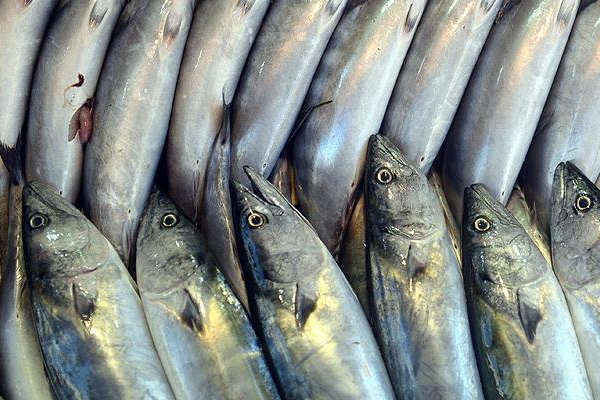 Karadenizli balıkçılara 'palamut avı' uyarısı