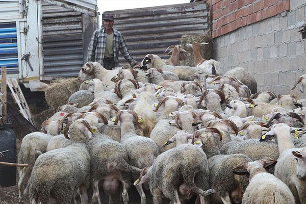 İstanbul'un kurbanlık ihtiyacı Trakya'dan